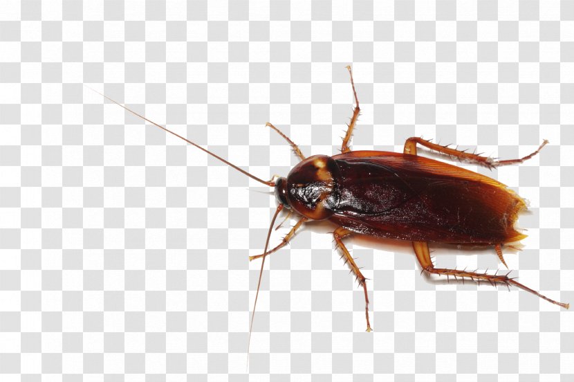 German Cockroach Insect Pest Control - Centipedes - Transparent Transparent PNG