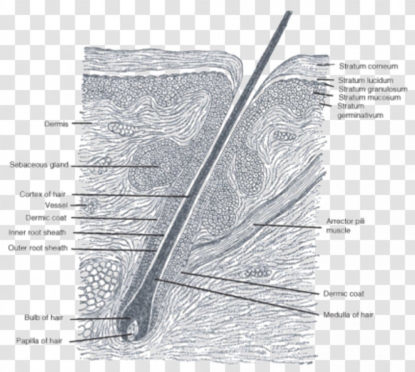 Hair Follicle Anatomy Sebaceous Gland Matrix - Frame Transparent PNG