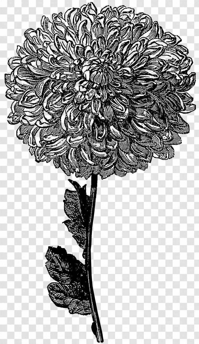 Flower Drawing Black And White Clip Art - Petal - Gray Flowers Cliparts Transparent PNG