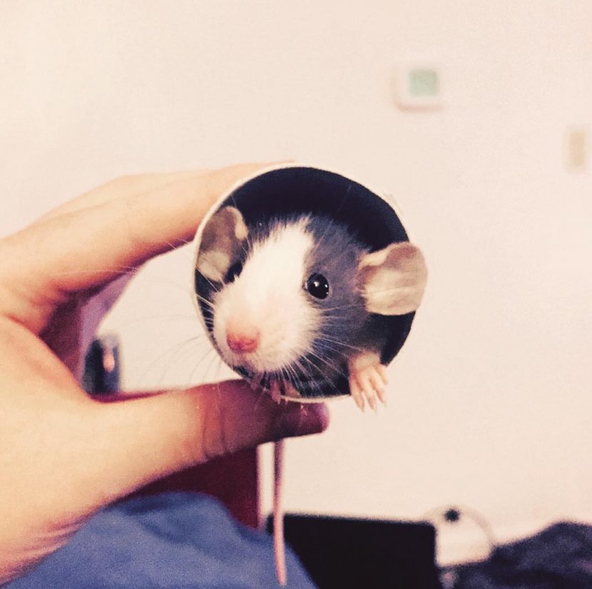 Gerbil Mouse Rat Rodent Hamster - & Transparent PNG