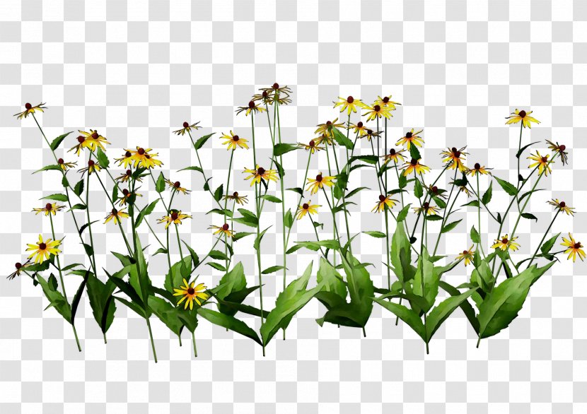 Cut Flowers Plant Stem Flowering Plants Transparent PNG