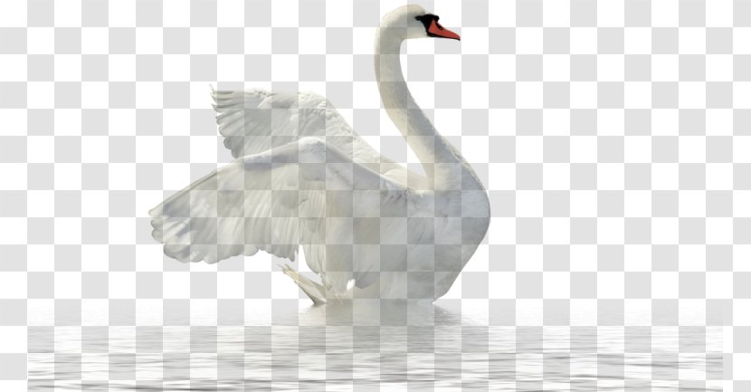Clip Art - Ducks Geese And Swans - Swan In The Water Transparent PNG
