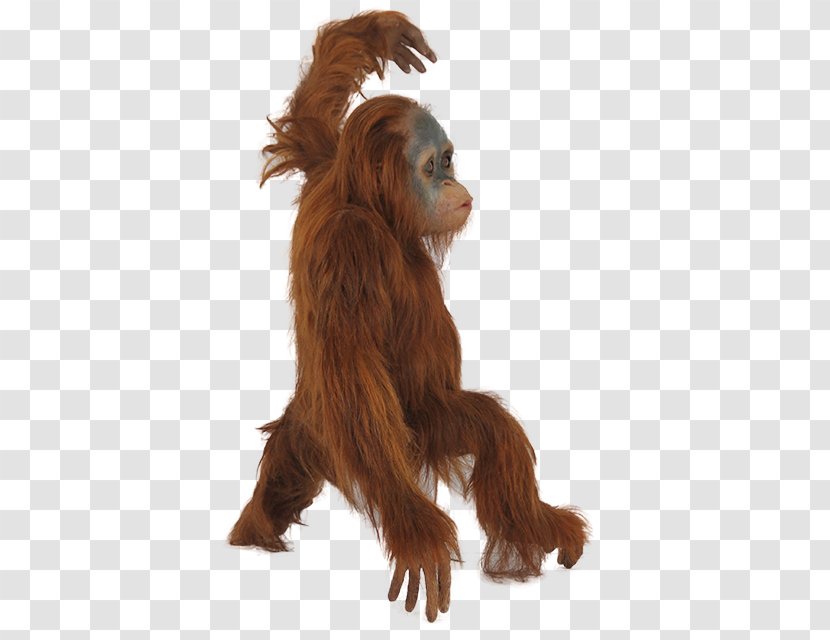 Orangutan Icon - Organism Transparent PNG