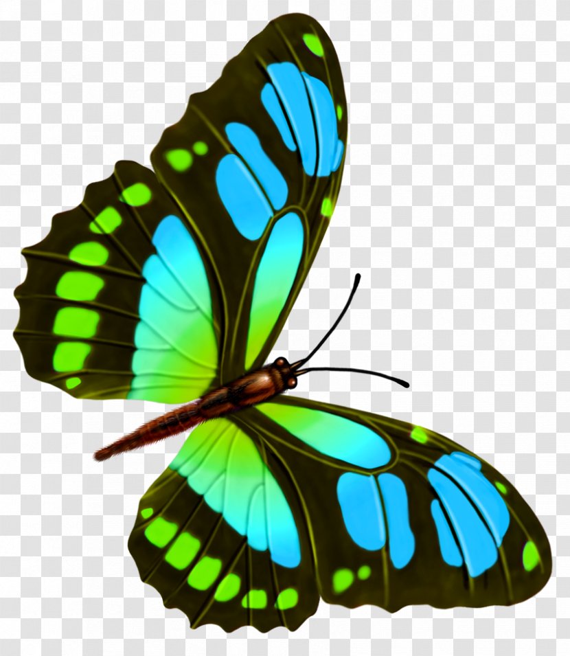 Butterfly Drawing - Monarch Transparent PNG