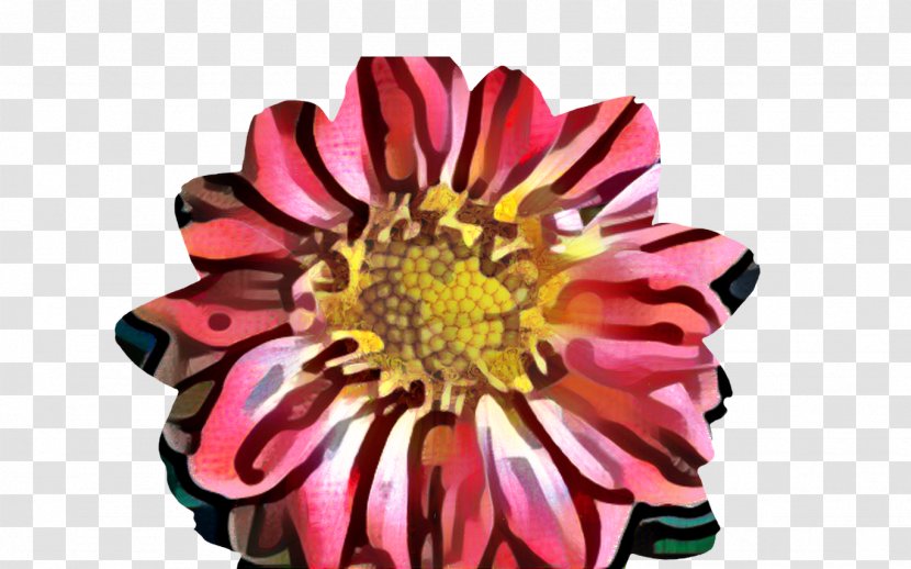 Chrysanthemum Floristry Cut Flowers Dahlia Petal - Flower - Perennial Plant Transparent PNG