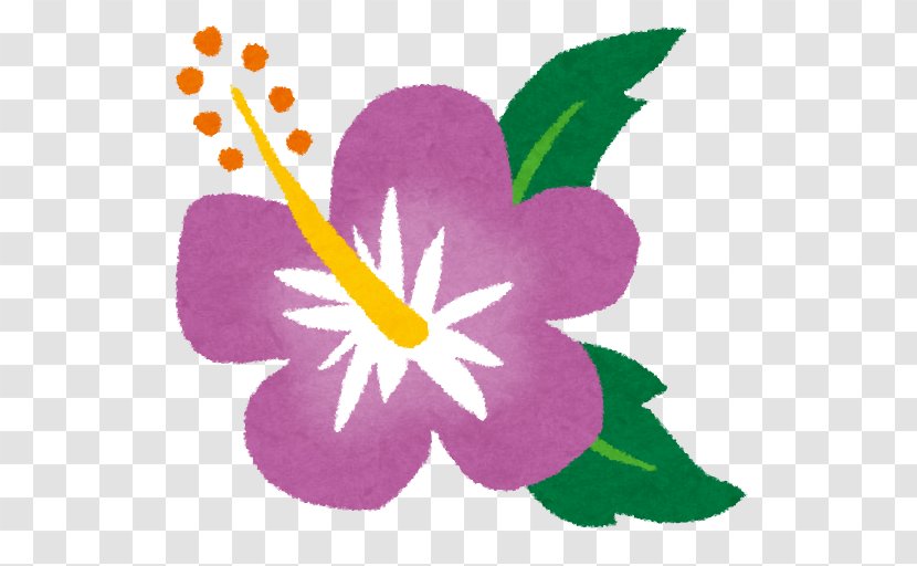 ハイビスカス Roselle Urasoe ＫＴＰキッズイングリッシュクラブ Tea - Plant - Purple Hibiscus Transparent PNG