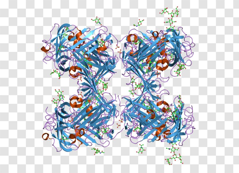 Urokinase Receptor Graphic Design Plasminogen Activator - Wikipedia Transparent PNG