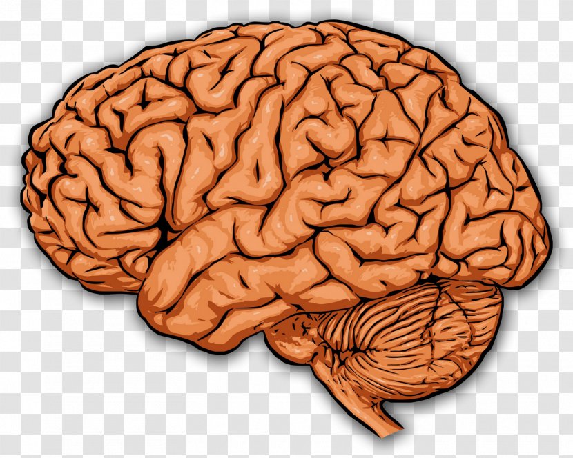 The Prefrontal Cortex Human Brain Cerebral - Tree Transparent PNG