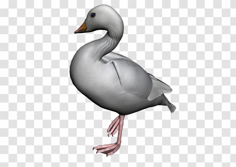 American Pekin Duck Bird Goose Transparent PNG