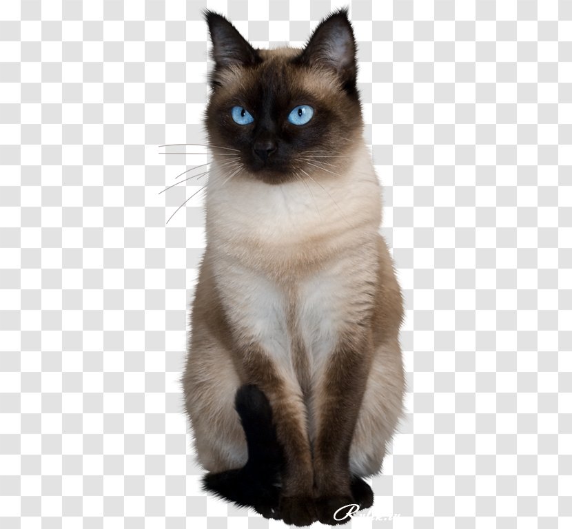 Cat Clip Art Adobe Photoshop GIF - Balinese Transparent PNG