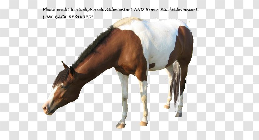 Mare American Paint Horse Miniature Appaloosa Mustang - Painted Transparent PNG