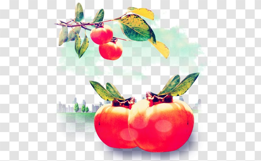 Persimmon ICO Fruit Icon - Scalable Vector Graphics - Image Transparent PNG