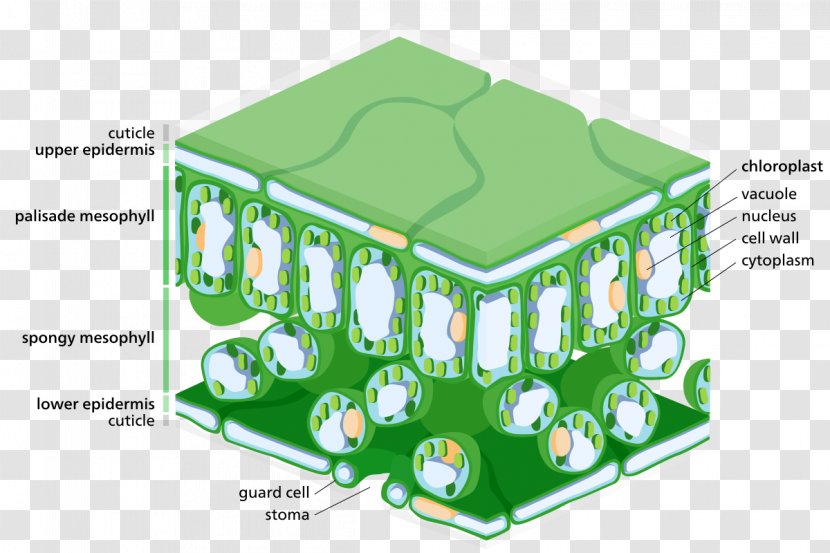 Epidermis Leaf Palisade Cell Photosynthesis Stoma - Lyer Transparent PNG