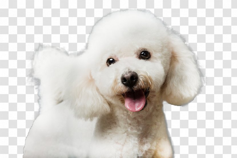 Maltese Dog Bichon Frise Miniature Poodle Bolognese Havanese - Reveal The Tongue Transparent PNG