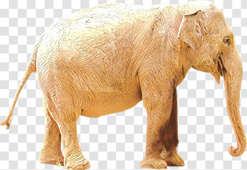 Indian Elephant African Terrestrial Animal Fauna - Figure Transparent PNG