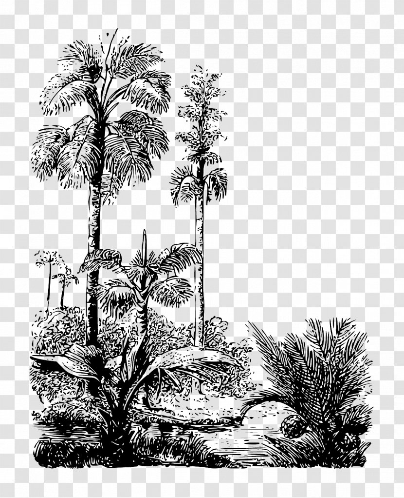 Asian Palmyra Palm Drawing Arecaceae Pine /m/02csf - Tree - Jungle Backdrop Transparent PNG