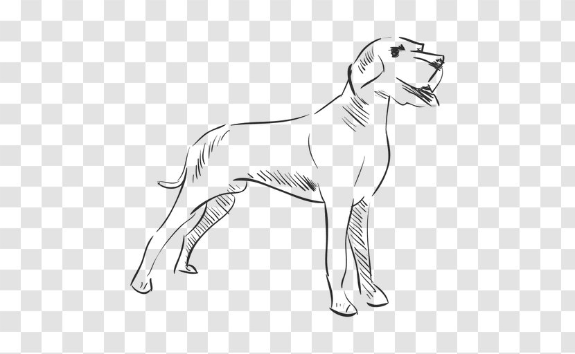 Dog Breed Drawing Line Art - Paw Transparent PNG