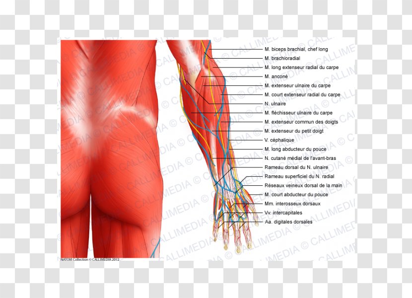 Forearm Muscle Elbow Anatomy Muscular System - Heart - Arm Transparent PNG