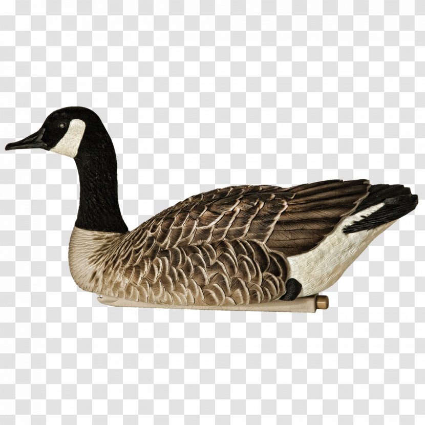 Canada Goose Decoy Mallard - Duck Transparent PNG