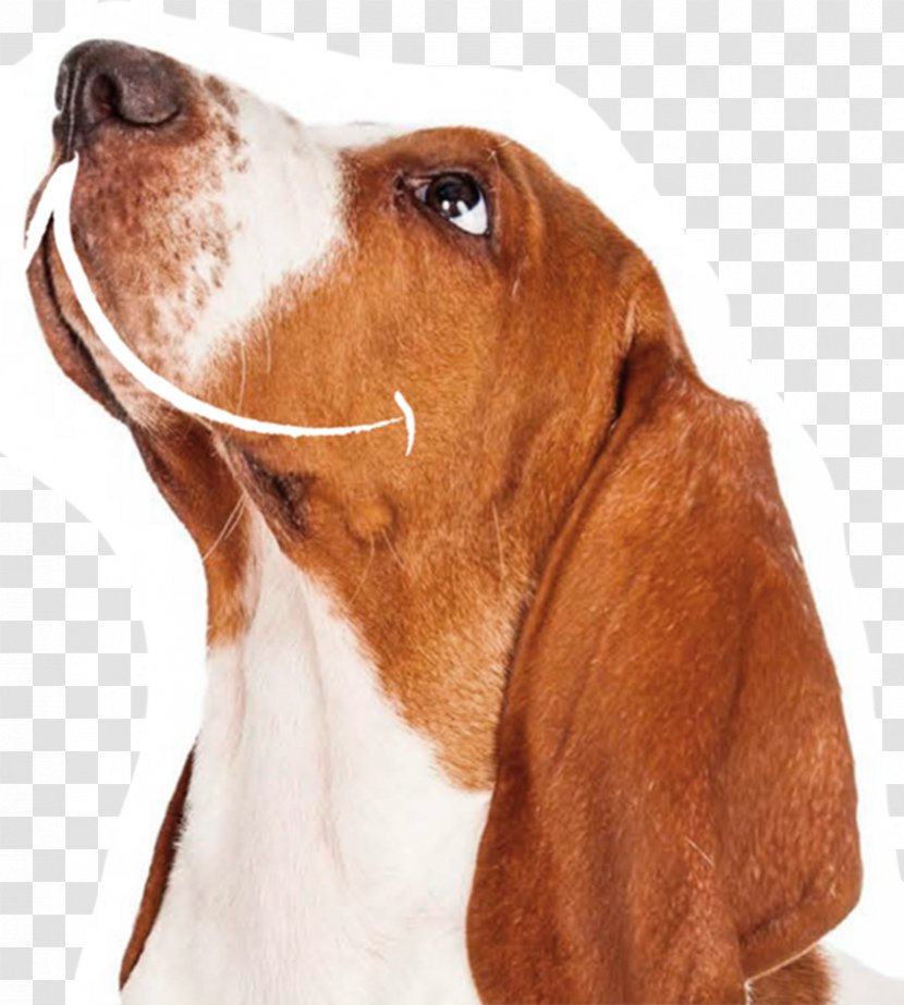 Treeing Walker Coonhound English Foxhound Basset Hound Harrier American - Dog Breed - Mob Transparent PNG