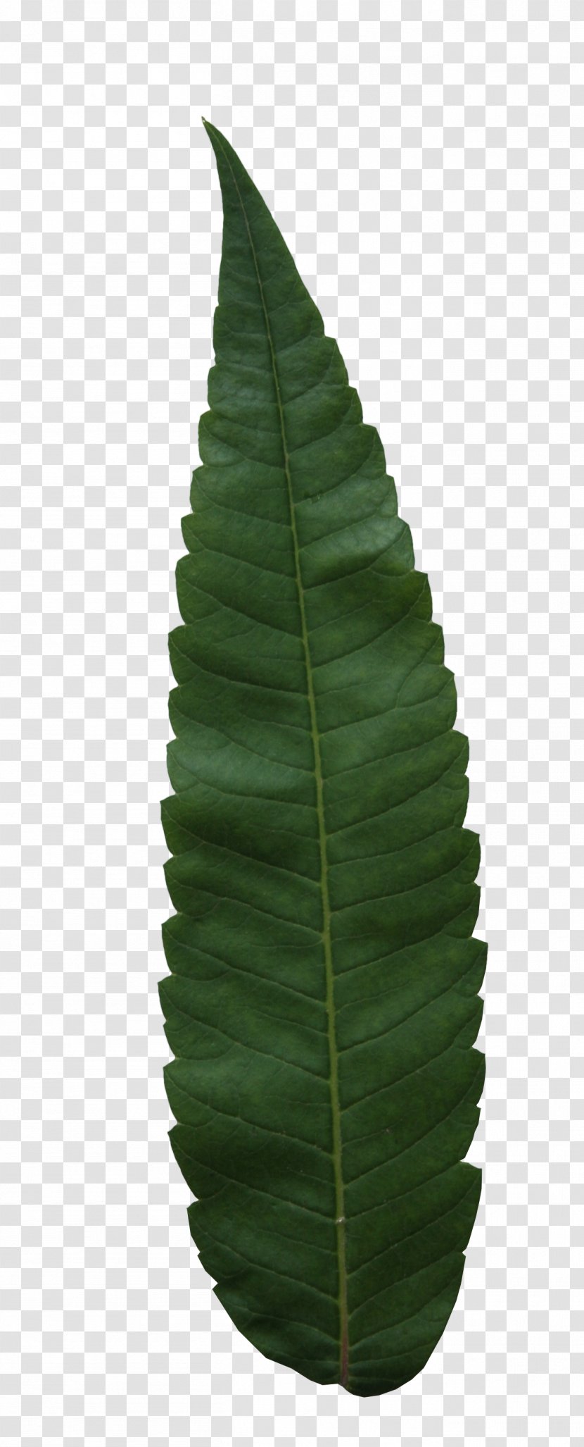 Leaf Tree Birch Image Resolution - Plant Transparent PNG