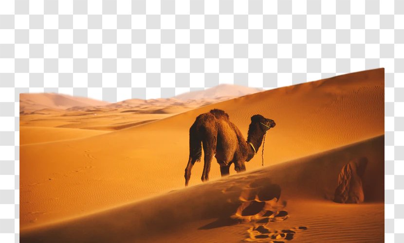 Desert Camel Erg Natural Environment Arabian - Landscape Aeolian Landform Transparent PNG