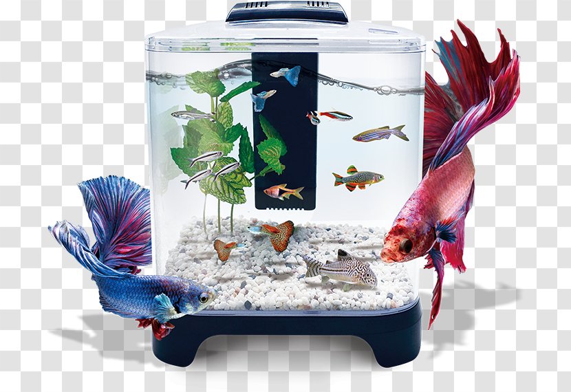 Aquarium Aquarius Group Lomas, S.A. De C.V. MINI Cooper Hagen Fluval Chi - Plastic - Mini Transparent PNG
