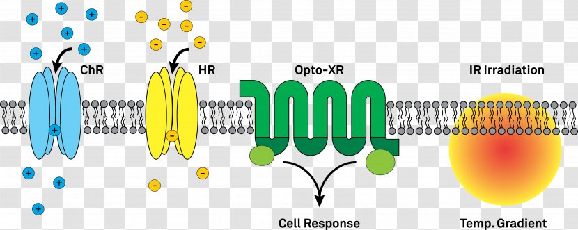 Optogenetics Channelrhodopsin Halorhodopsin Ion Channel Optics - Nervous Tissue - Green Transparent PNG