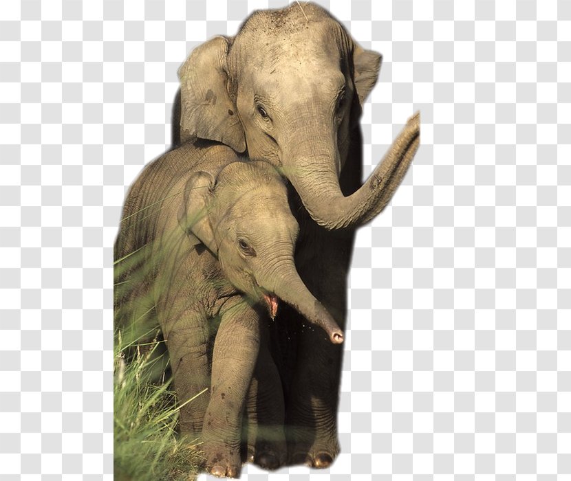 African Elephant Asian Elephantidae Animal Wildlife - Organism - Family Transparent PNG