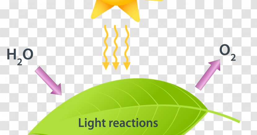 Photosynthesis C3 Carbon Fixation Calvin Cycle Light-dependent Reactions Light-independent - Plant Transparent PNG