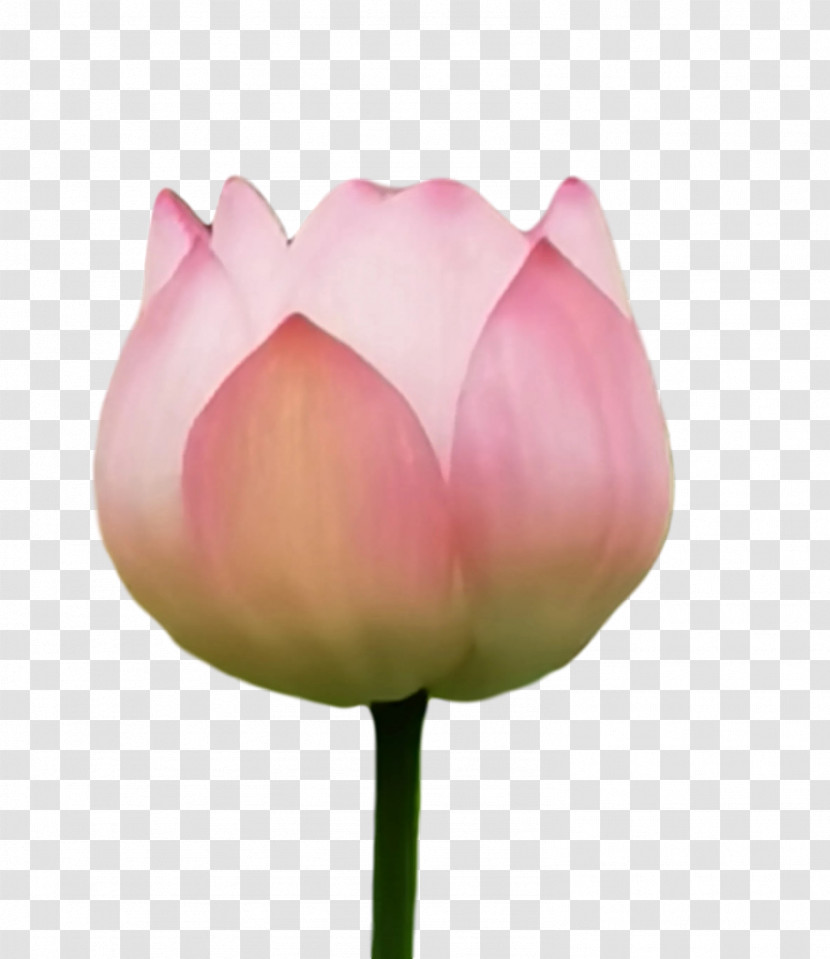 Lotus Flower Summer Flower Transparent PNG