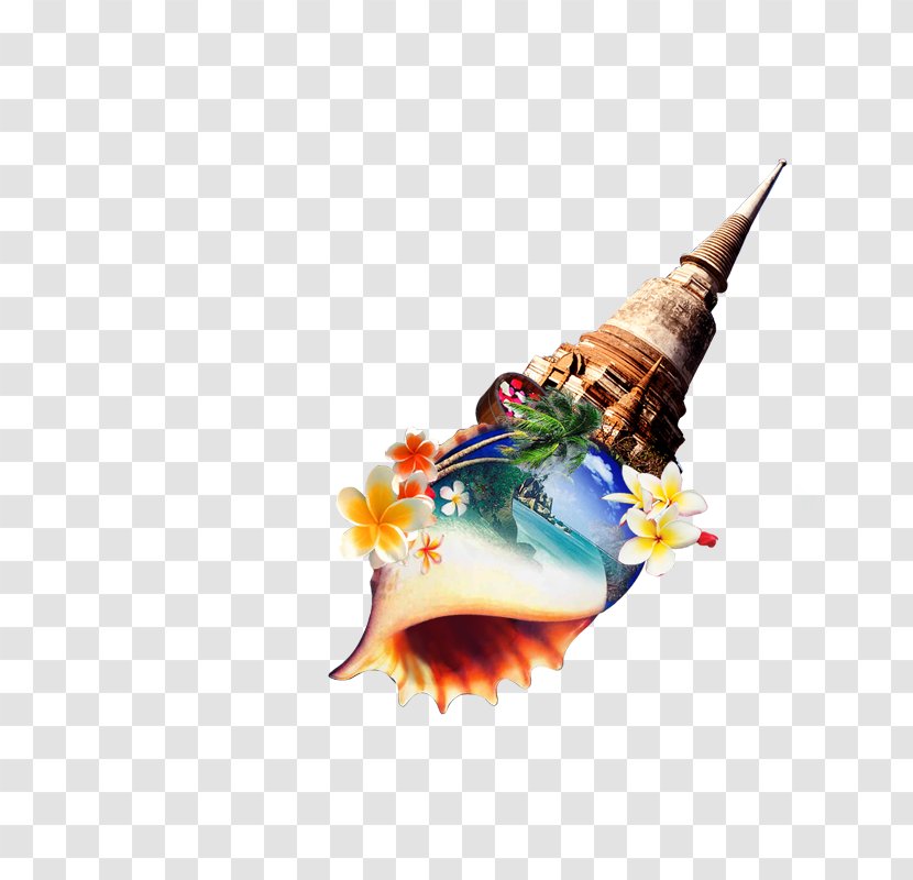 Conch - Originality - Illustration Transparent PNG