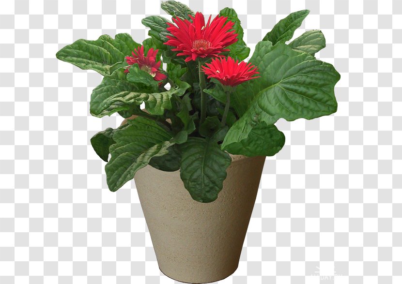 Grow Light Flowerpot Houseplant Cut Flowers - Flower Transparent PNG