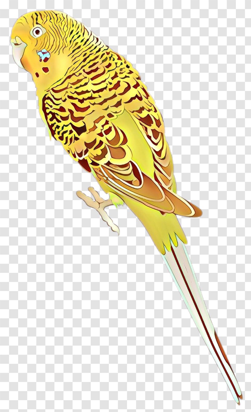 Budgerigar Parrot Lovebird Parakeet - Phasianidae Transparent PNG