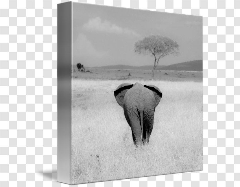Indian Elephant African Cattle Photography Picture Frames - Elephantidae - India Transparent PNG