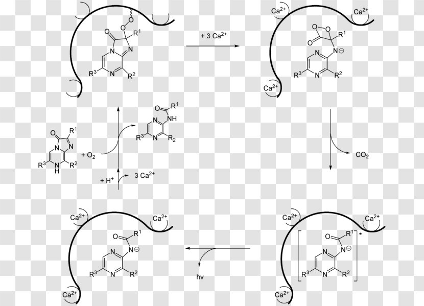Jellyfish Aequorin Coelenterazine Bioluminescence Luciferin - Text - Mechanism Transparent PNG
