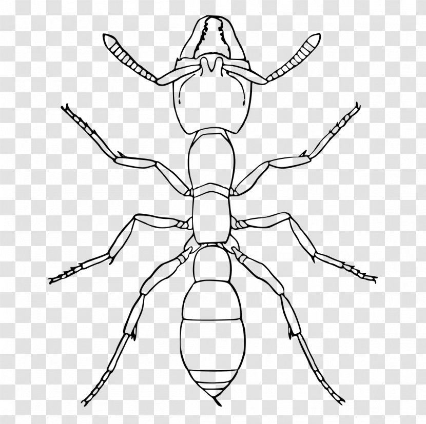 Cartoon Spider - White - Orbweaver Symmetry Transparent PNG