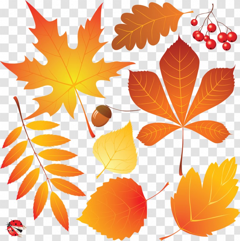 Autumn Leaves Drawing - Hand Painted Transparent PNG
