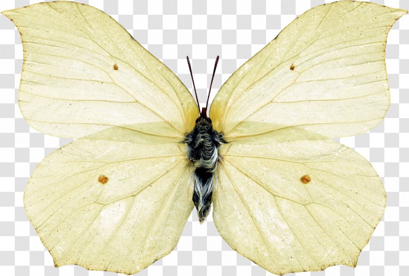 Butterfly Brush-footed Butterflies Pieridae Insect Silkworm Transparent PNG