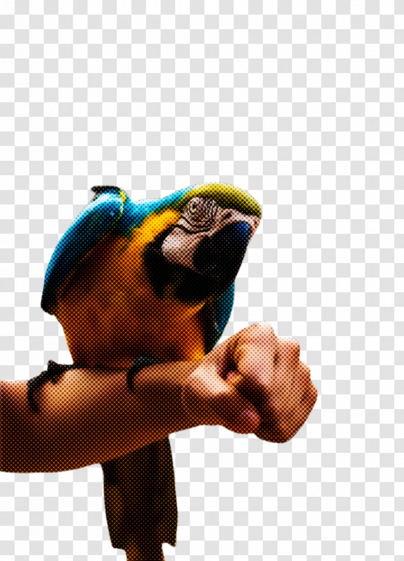 Macaw Parrot Bird Transparent PNG