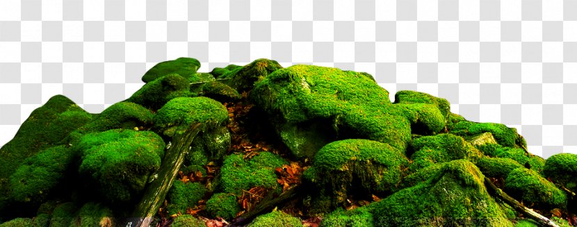 Landscape Moss Nature Stone - Vegetation - And Stones Transparent PNG