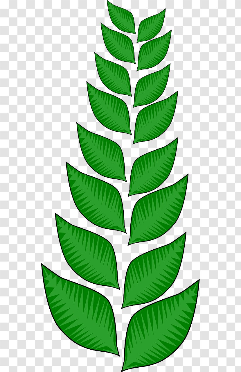 Leaf Vine Clip Art - Plant Transparent PNG