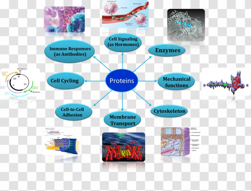 Protein Cell Membrane Biology Amino Acid - Crowded Transparent PNG