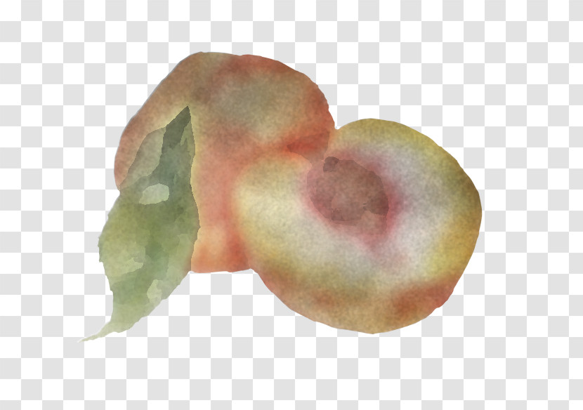 Peach Close-up Fruit Transparent PNG