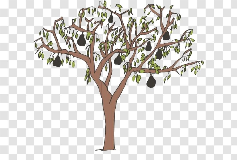 Asian Pear Tree - Vector Transparent PNG