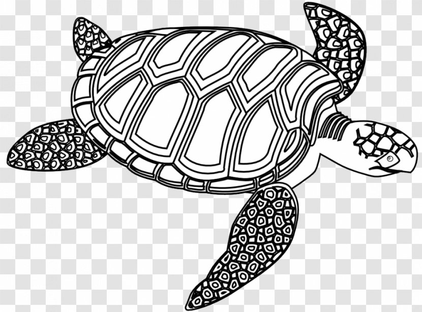 Sea Turtle Seahorse Black And White Clip Art - Line - Cartoon Pictures Of Turtles Transparent PNG