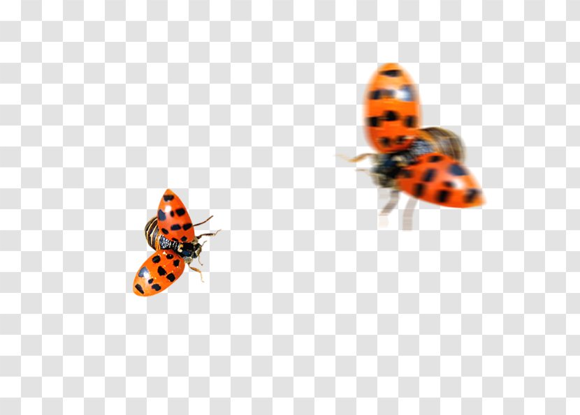 Ladybird - Brush Footed Butterfly - Flying Transparent PNG