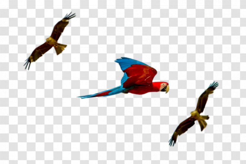 Colorful Background - Parrot - Flight Wing Transparent PNG
