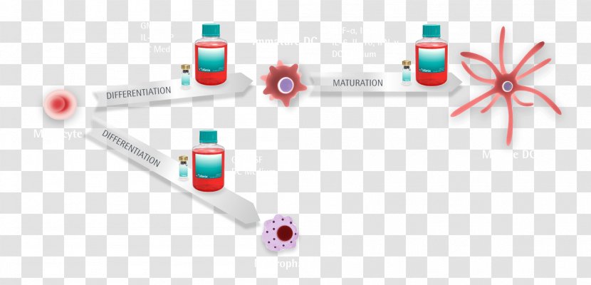Washington, D.C. Immunotherapy Cytokine Antigen - Immune System - Dendritic Cell Transparent PNG