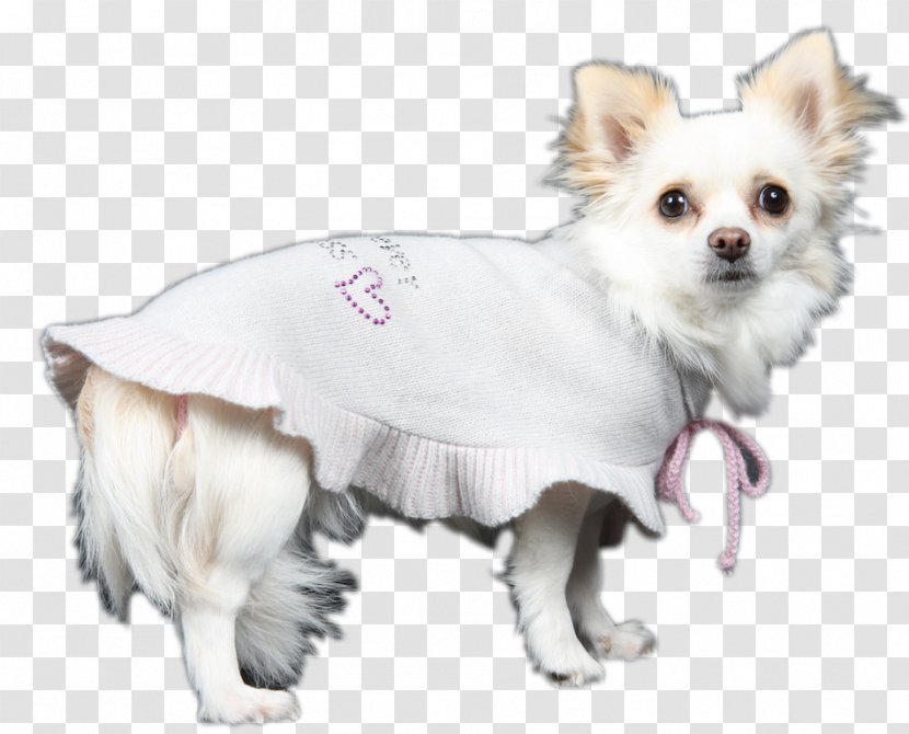 Dog Breed Chihuahua Puppy Companion Snout - Fur Transparent PNG